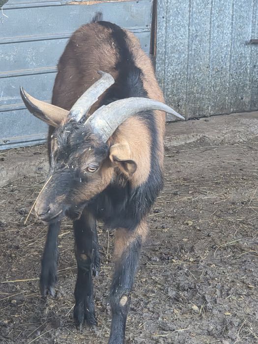 Vand tapi anglonubieni sau schimb cu..