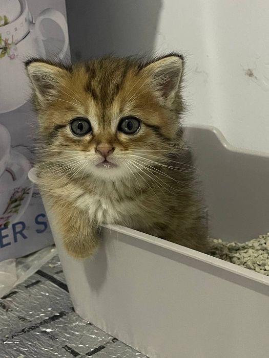 Britanski zotli mushuk