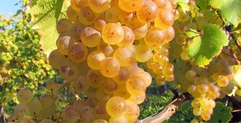 Vând struguri recolta 2025