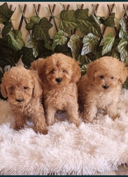Той Пудел Toy Poodle