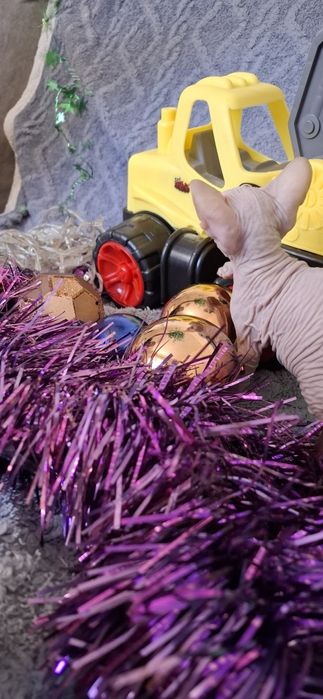 Донские котята малыши