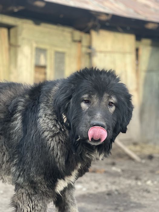 Mascul Ciobanesc Caucazian