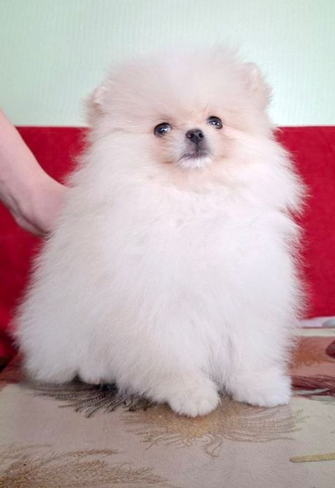 Щенки породы шпиц ждут свои семьи.