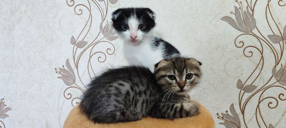 Отдам игривых котят