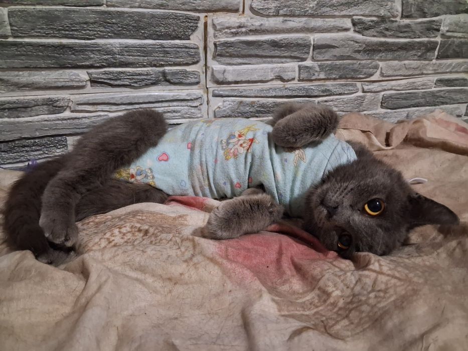 Красавица Салли в поисках дома!!