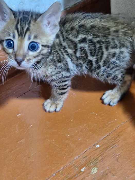 Продам котят Бенгалы