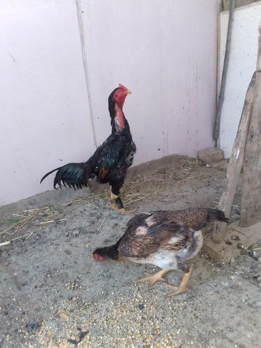 Xoroz va tovuq sotiladi.