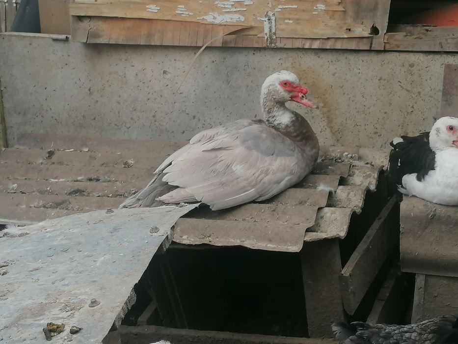 Rațe mute  de vânzare