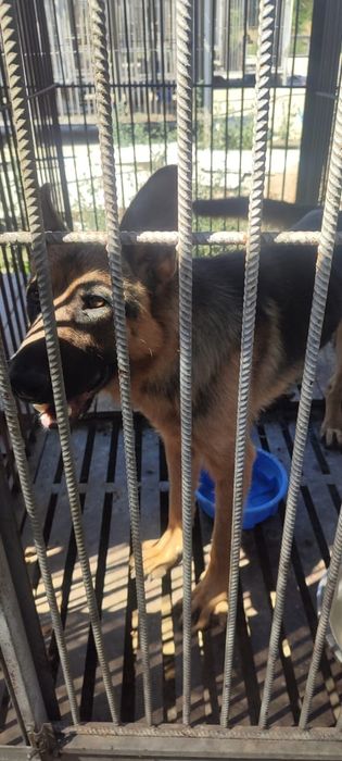 Овчарки выбор очень большой в отлове