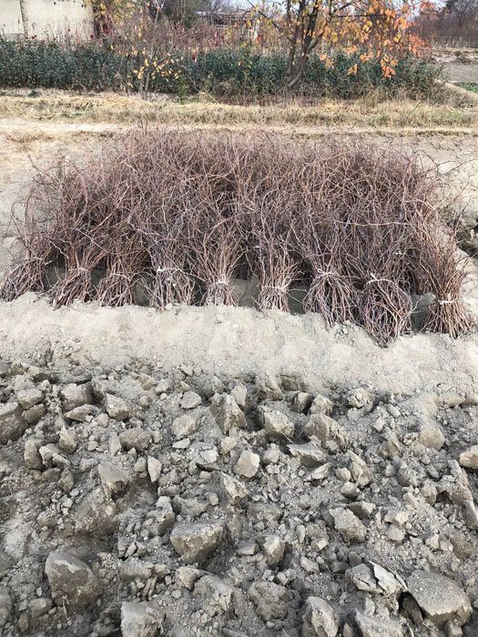 Uzum ko'chatlari sotiladi