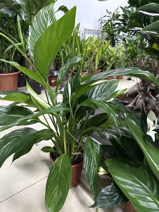 Женское счастье недорого