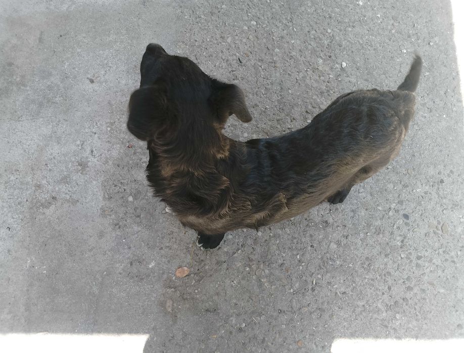 Câine pui donez sanatos