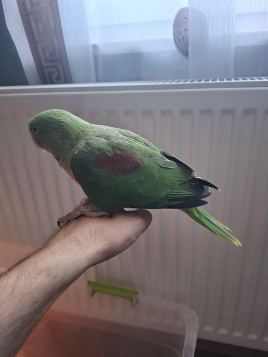 Pui blanzi marele Alexandru