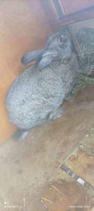 Quyon bolalari sotiladi