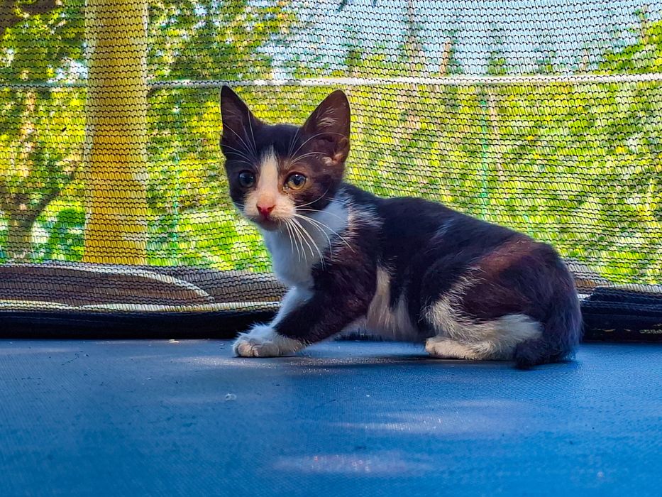 Pisicuțe spre adopție