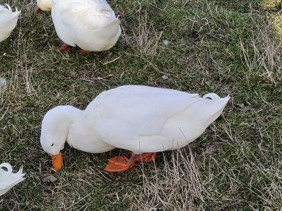 Vând rate rasa Pekin