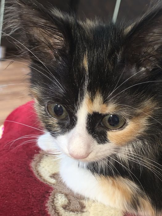 Милый котенок (лилия)