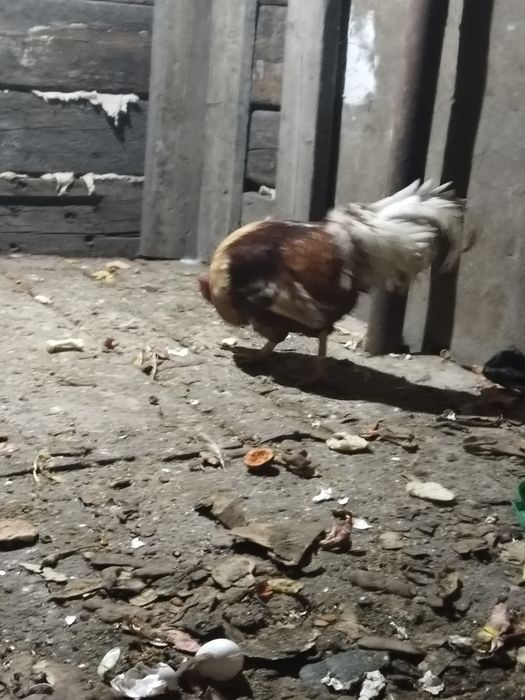 Продам Петуха 5000