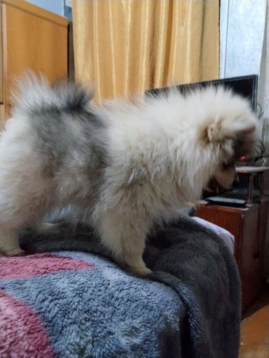 Щенок немного шпица