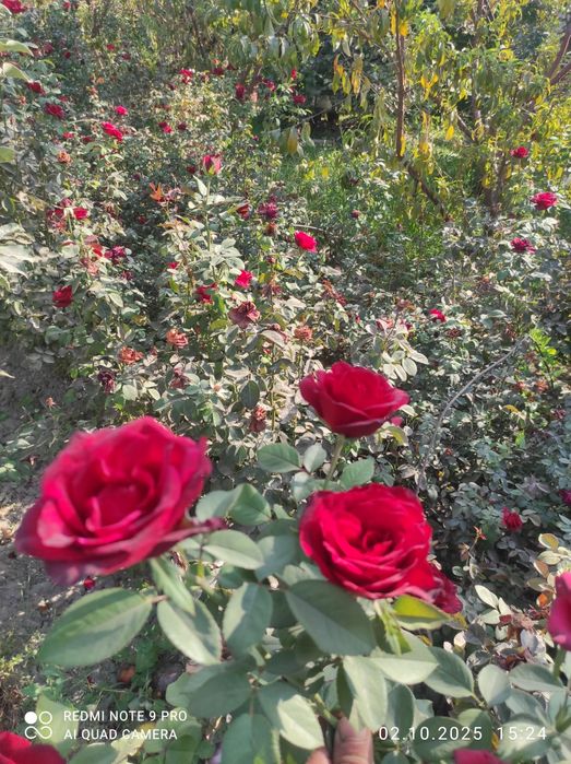 Роза атиргул atirgul koʻchatlari