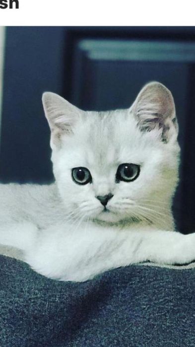 Котенок шиншилла