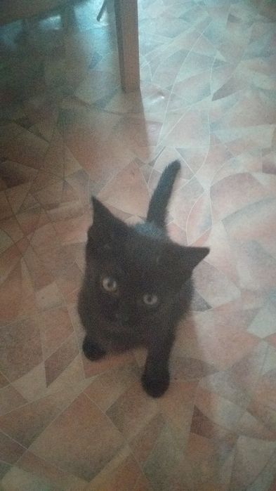 Вязка  Котов. вислоухие, британцы