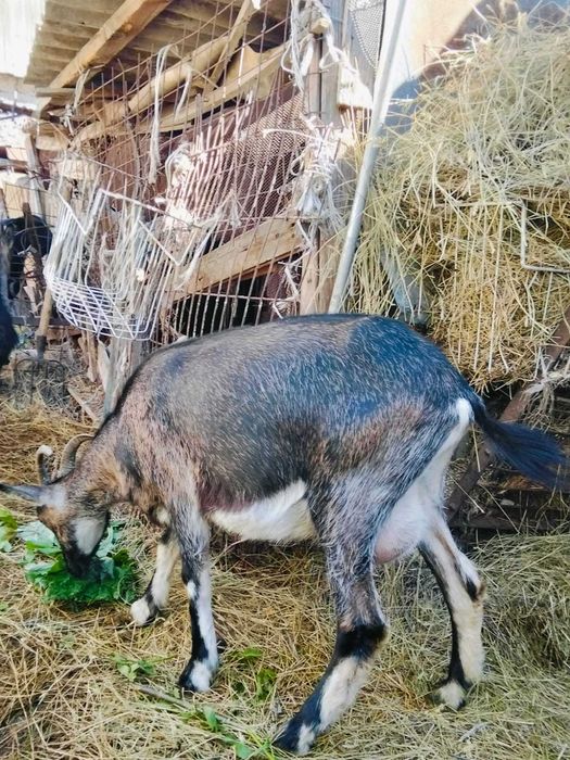 Продам Альпийских коз
