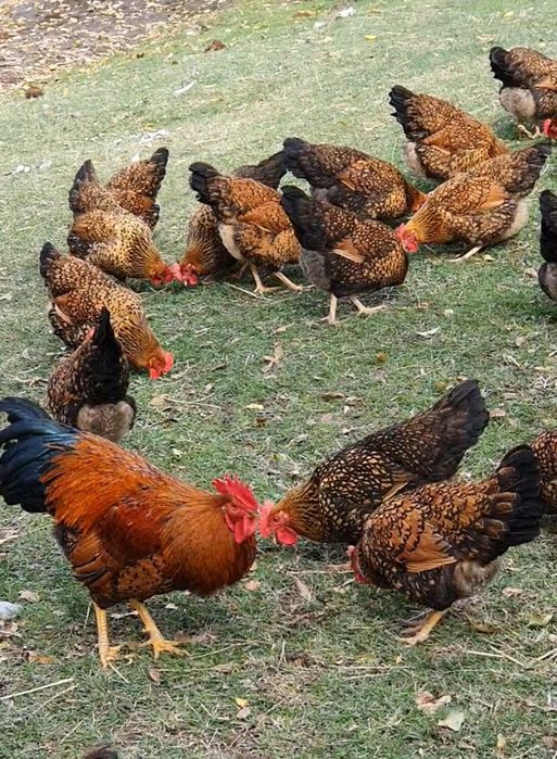 Яйцо Кучин Сицевый