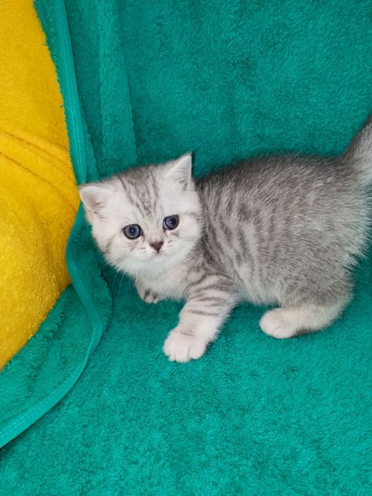 Котята шотланские