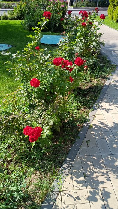 Дача в дачном обществе Черёмушки у озера.