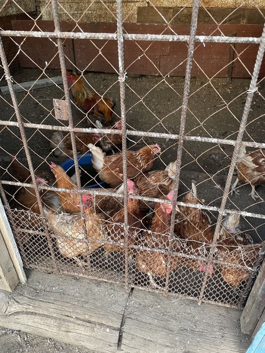 Продаем курицы несушки