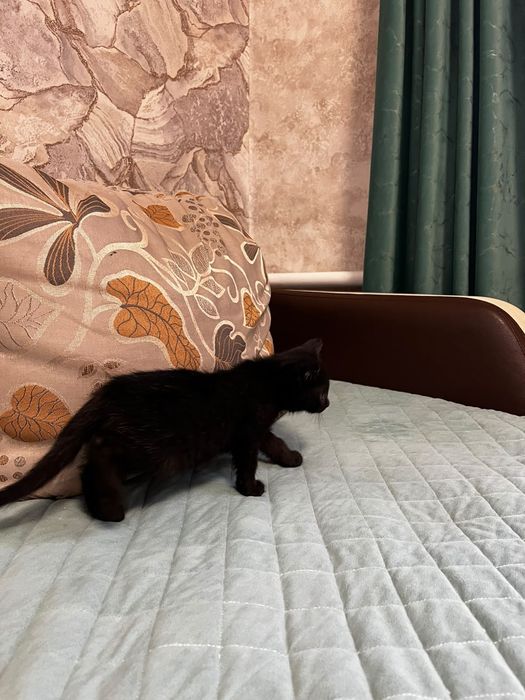 Отдам котенка в добрые руки)))