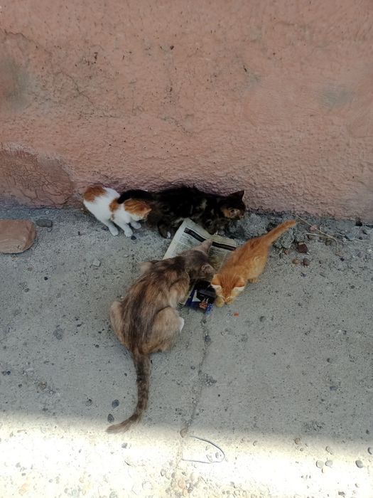 Котята,разные,2мес.мальчики и девочки