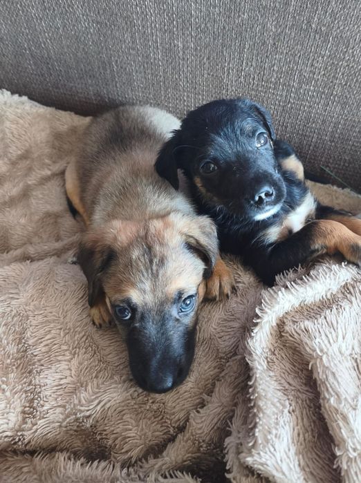 Отдам щенков в любищие руки