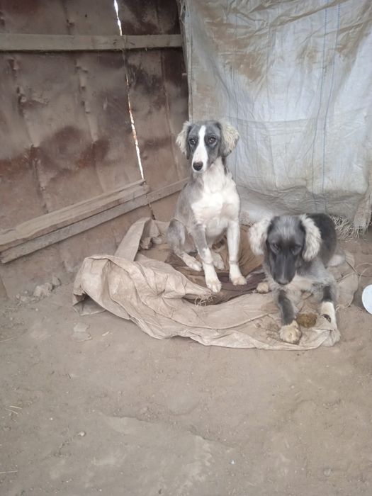 Тазы күшік 6айлық ұрғашы сатылпдыы