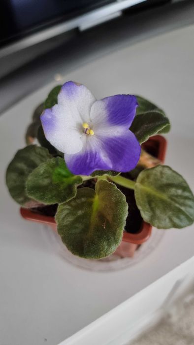 Стайни цветя - Стапелия, Африканска теменужка, Мамилария, Алое