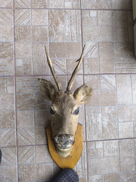 Продавам препариран бюст на сръндак