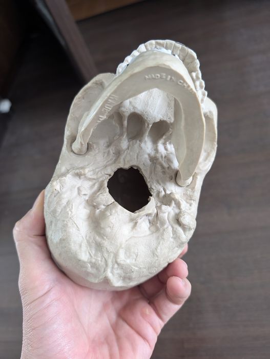 Craniu uman, replica din cauciuc, model de studiu