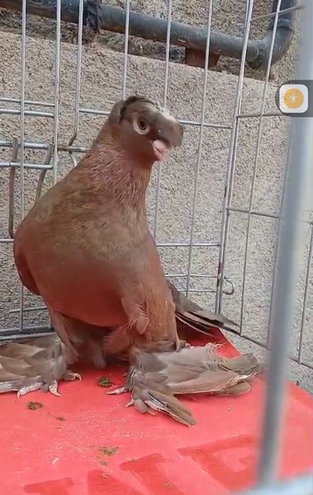 Продам голубей...