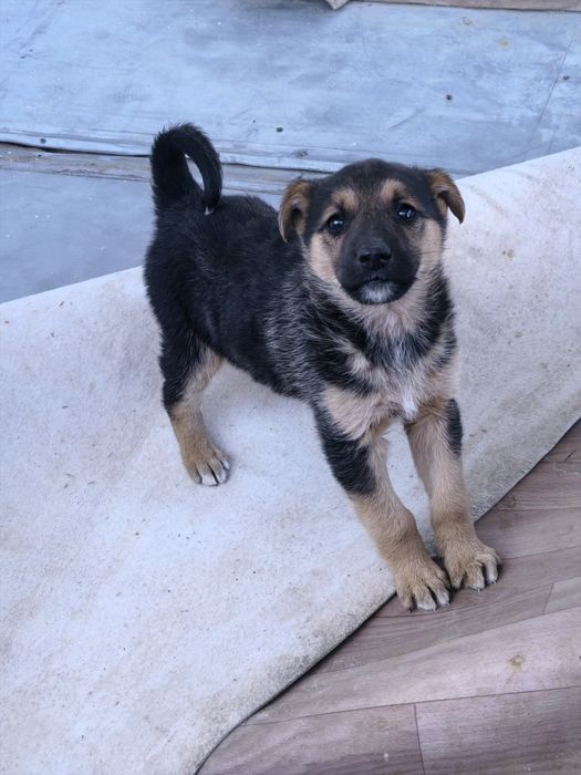 Поло мужское овчарка щенок