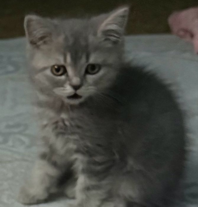 Отдам котенка мальчик