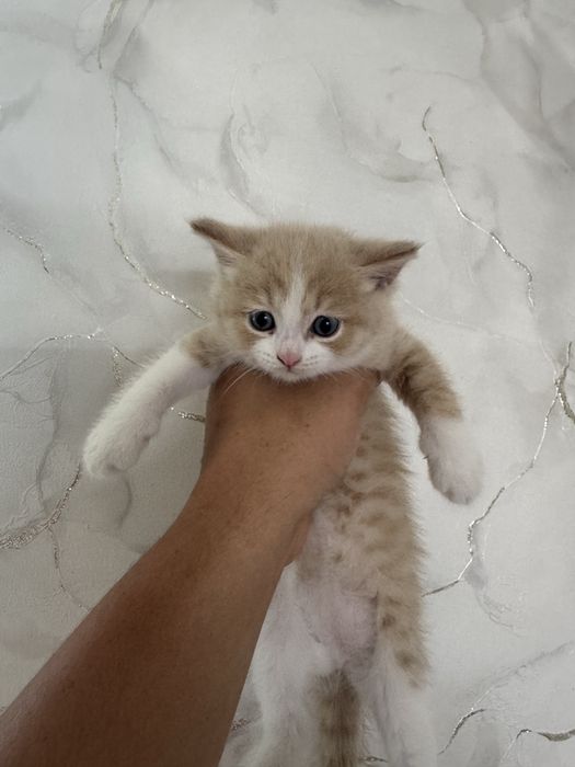 Отдам котят в хорошие руки