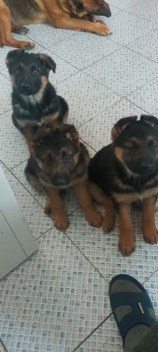 Продам шенят овчарка