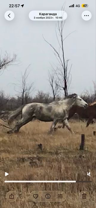 Полу тяж айғыр сатылады