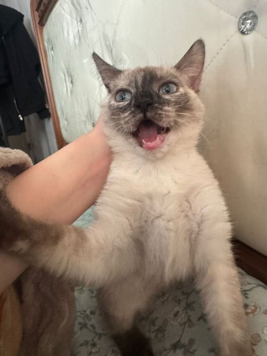 Сиамская кошечка 7мес