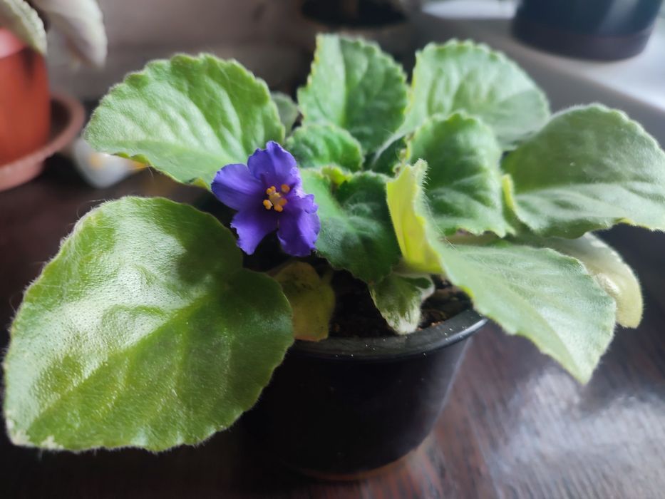 сортовые фиалки три вида