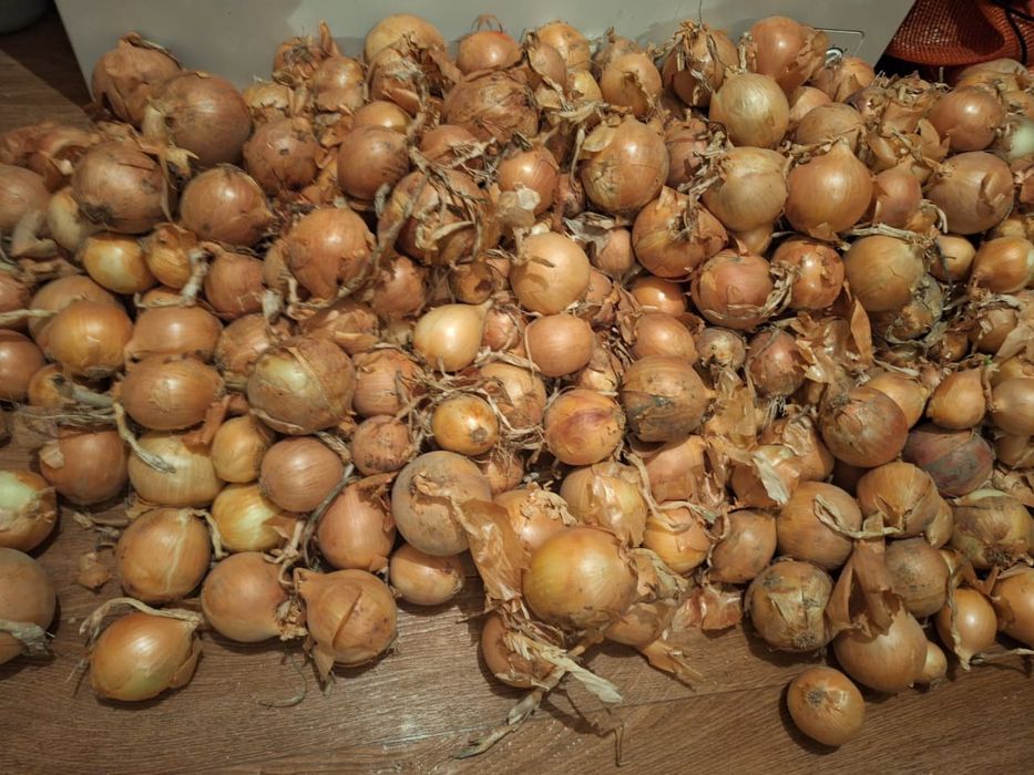 Продам лук сухой