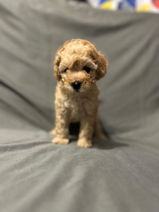 Продам щенков мальтипу