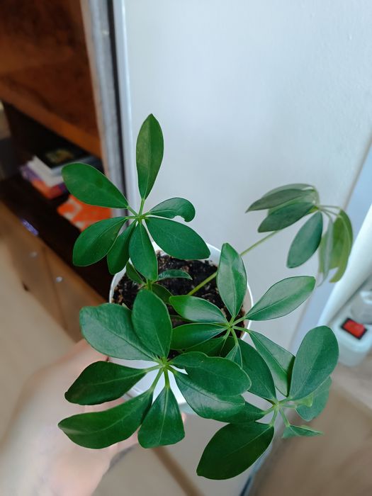 Продам отросток шефлеры, 2 вида.