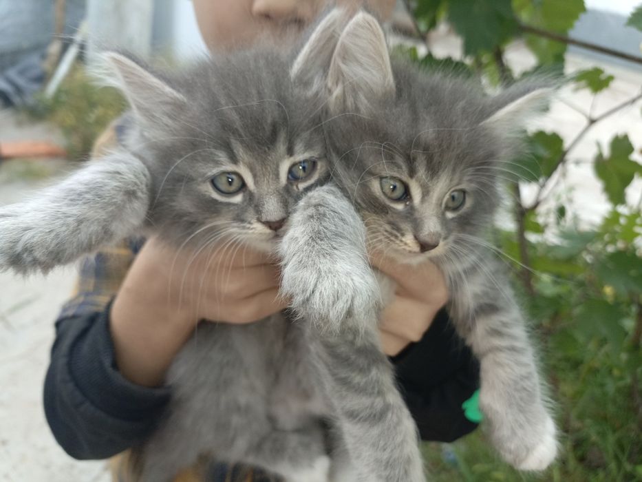 Продам породистых котят